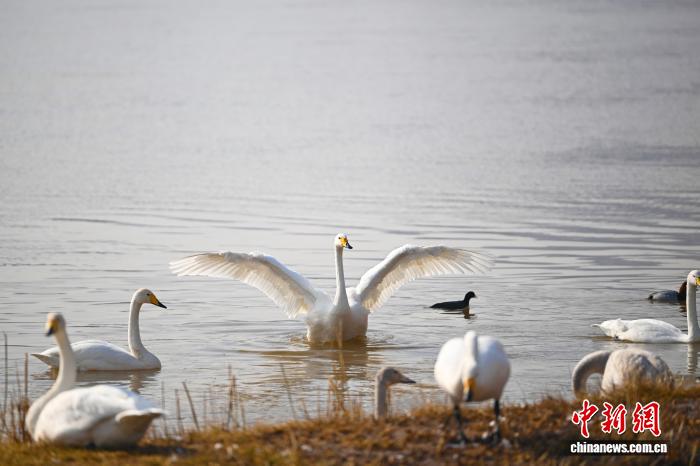 體育博彩：蘭州黃河畔迎西伯利亞白天鵞