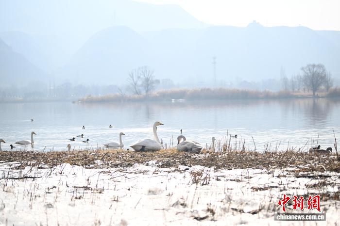 體育博彩：蘭州黃河畔迎西伯利亞白天鵞