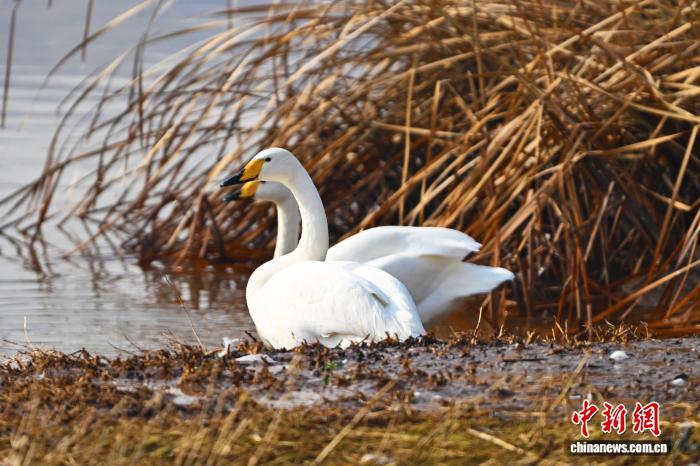 體育博彩：蘭州黃河畔迎西伯利亞白天鵞