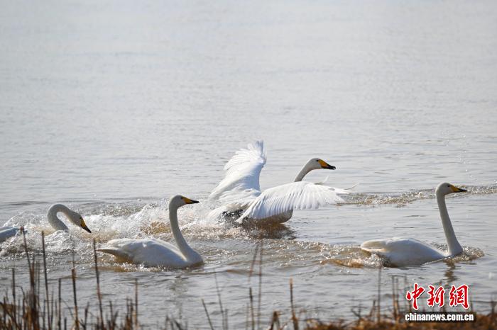 體育博彩：蘭州黃河畔迎西伯利亞白天鵞