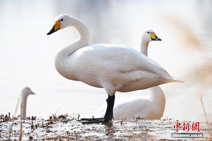 體育博彩：蘭州黃河畔迎西伯利亞白天鵞