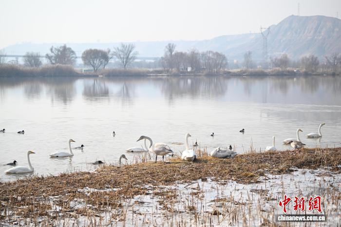 體育博彩：蘭州黃河畔迎西伯利亞白天鵞
