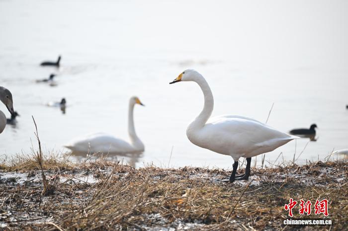 體育博彩：蘭州黃河畔迎西伯利亞白天鵞